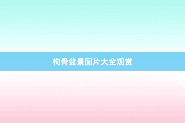 枸骨盆景图片大全观赏